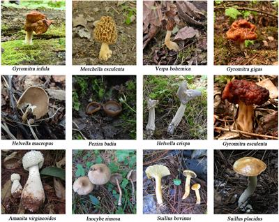 Identification of Gyromitra infula: A Rapid and Visual Method Based on Loop-Mediated Isothermal Amplification